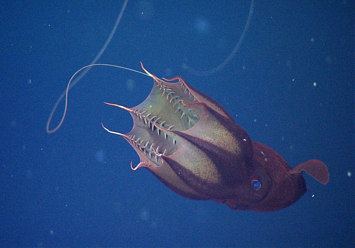 Vampire_Squid