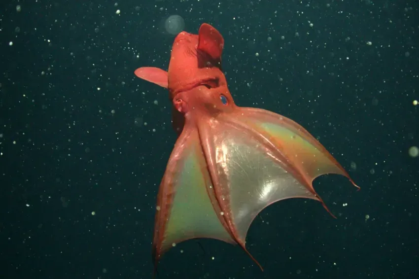 Vampire_Squid