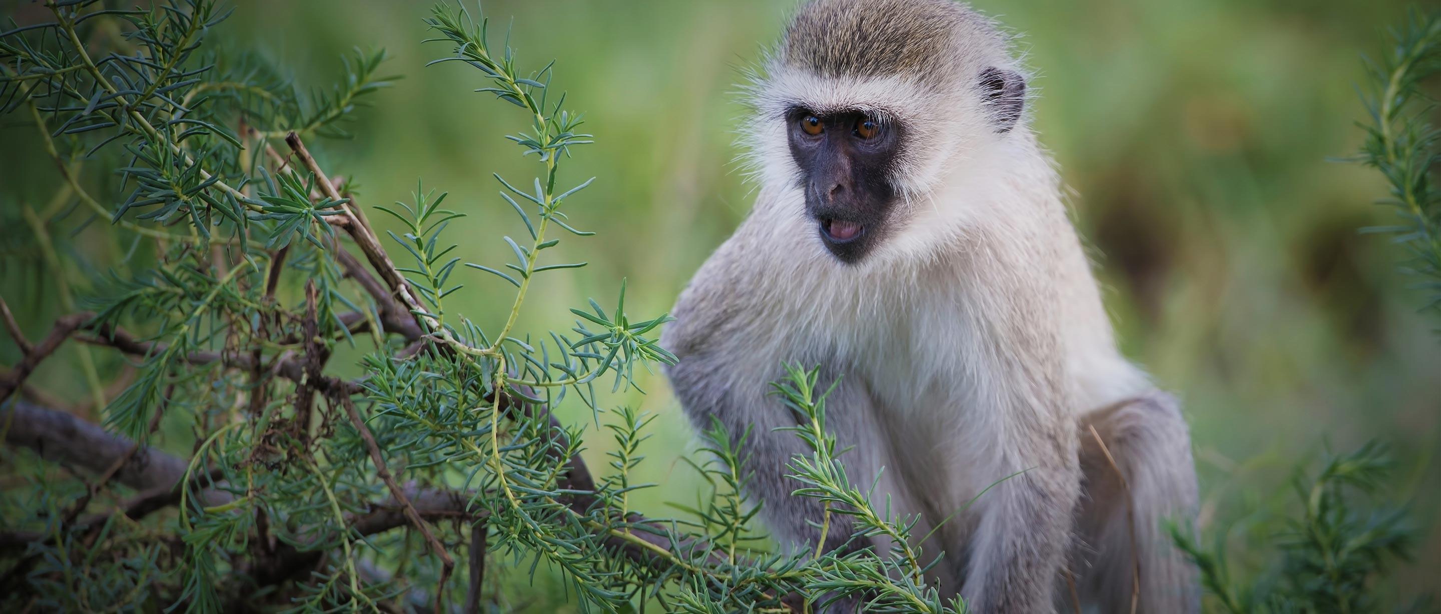 Vervet_Monkey