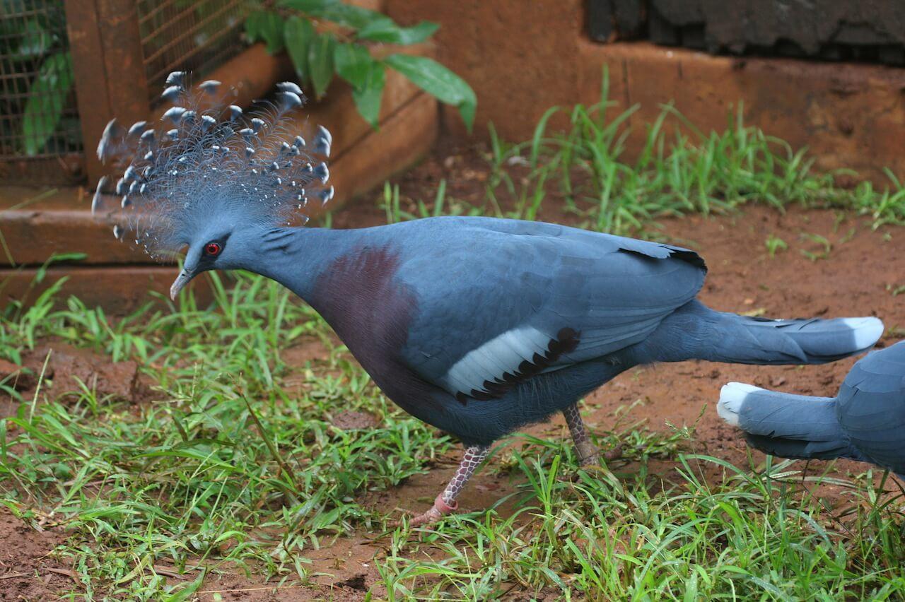 Victoria_Crowned_Pigeon