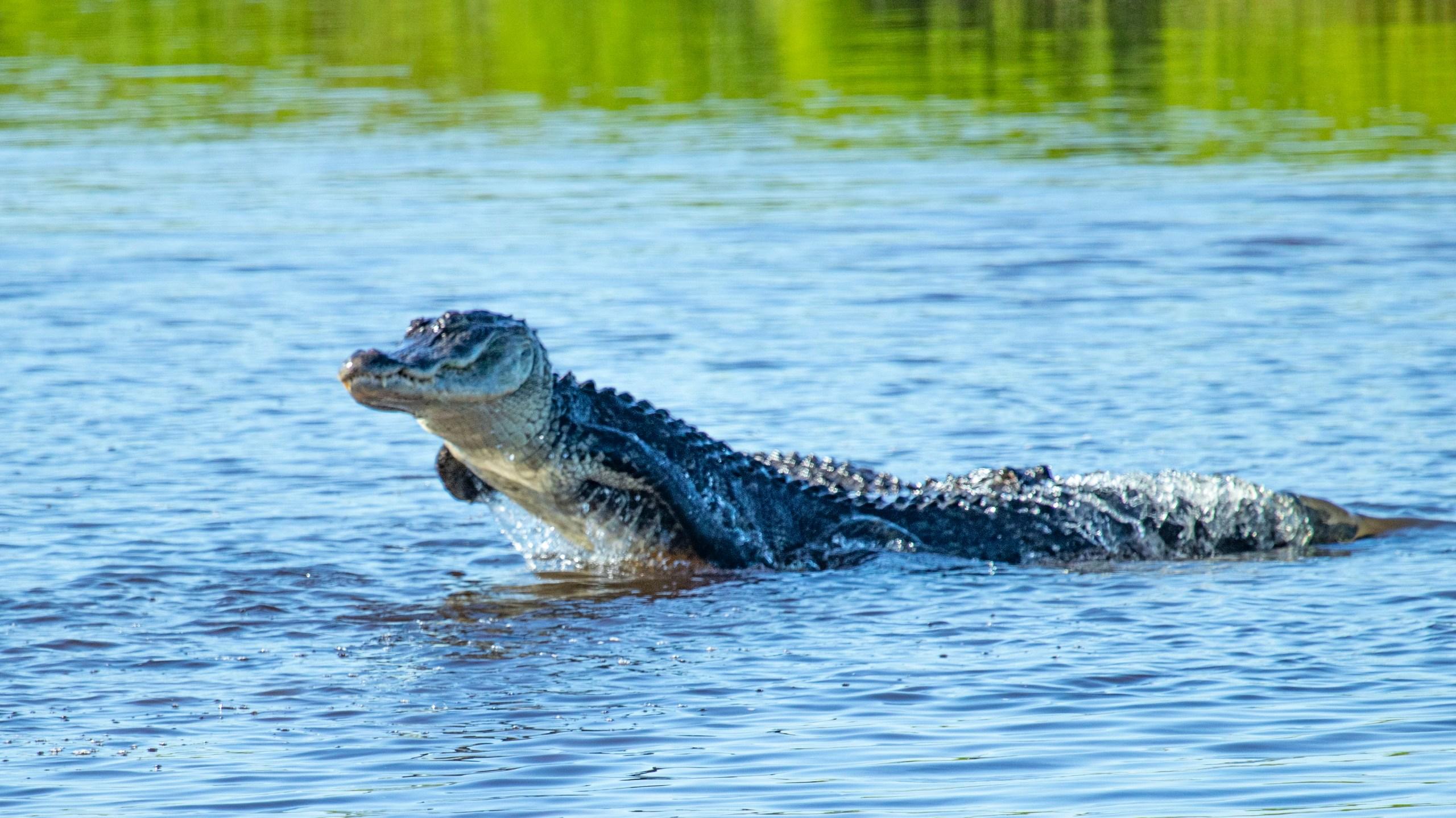 Wild_animals_Alligator