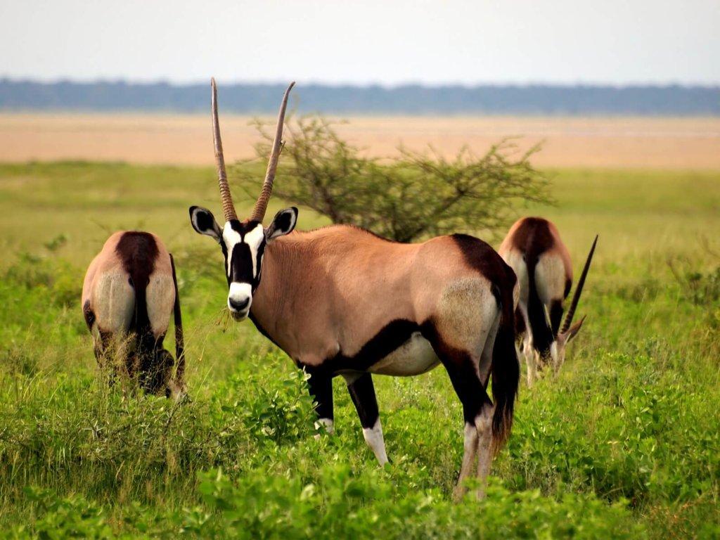 Wild_animals_Antelope