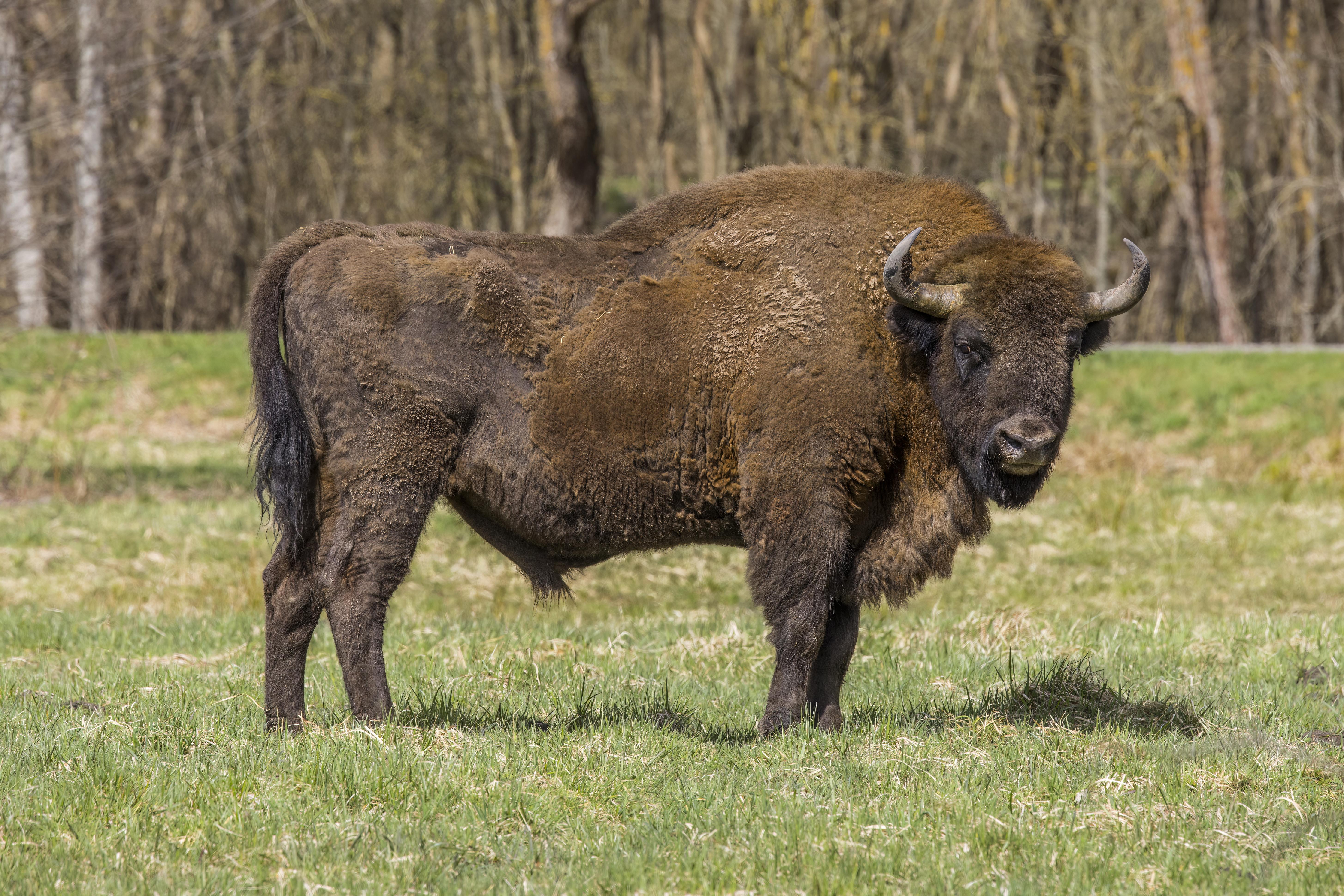 Wild_animals_Bison