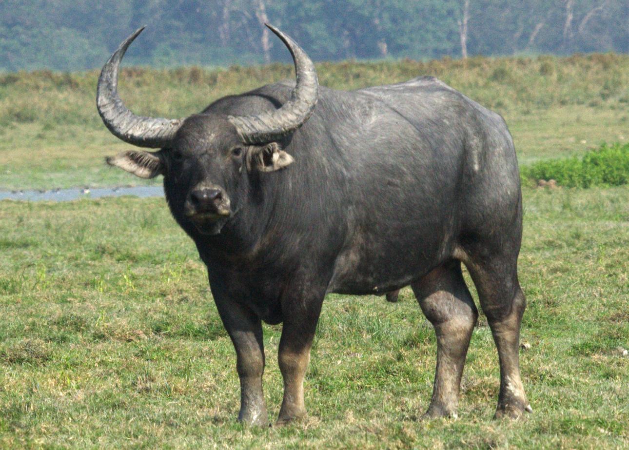 Wild_animals_Buffalo