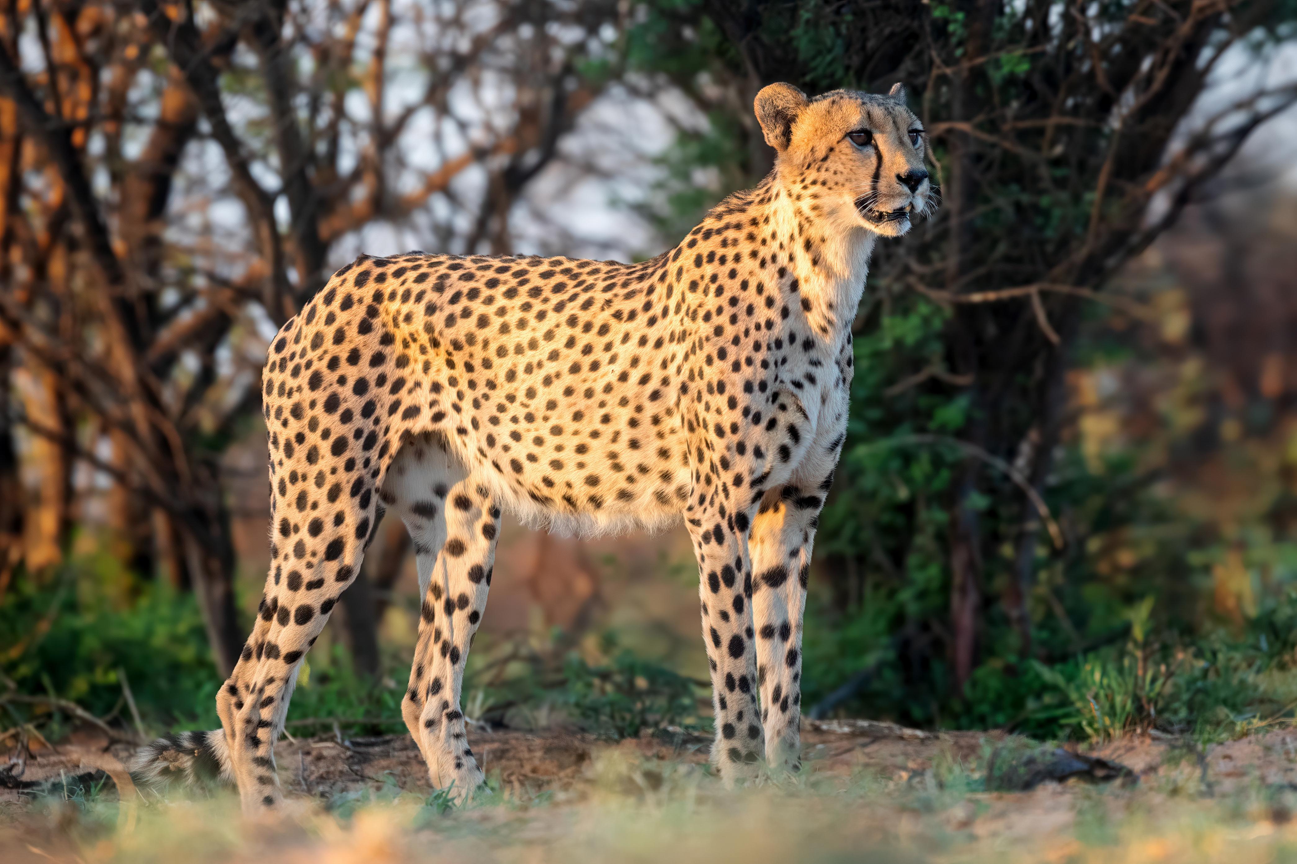 Wild_animals_Cheetah