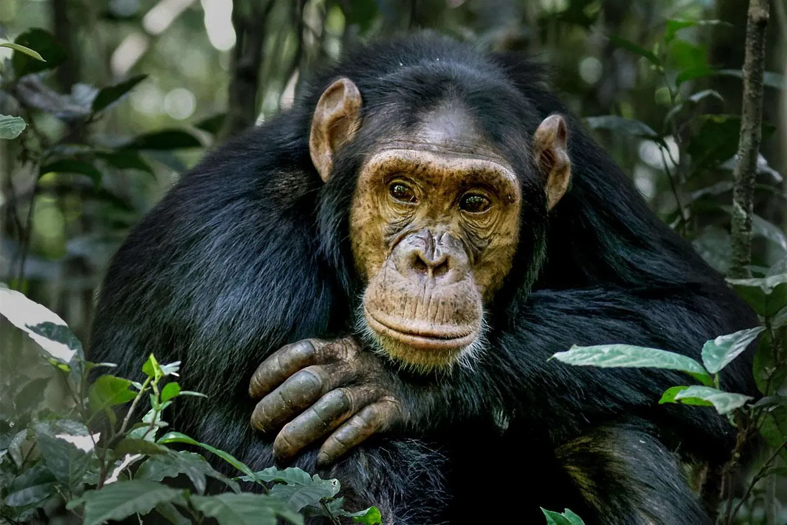 Wild_animals_Chimpanzee