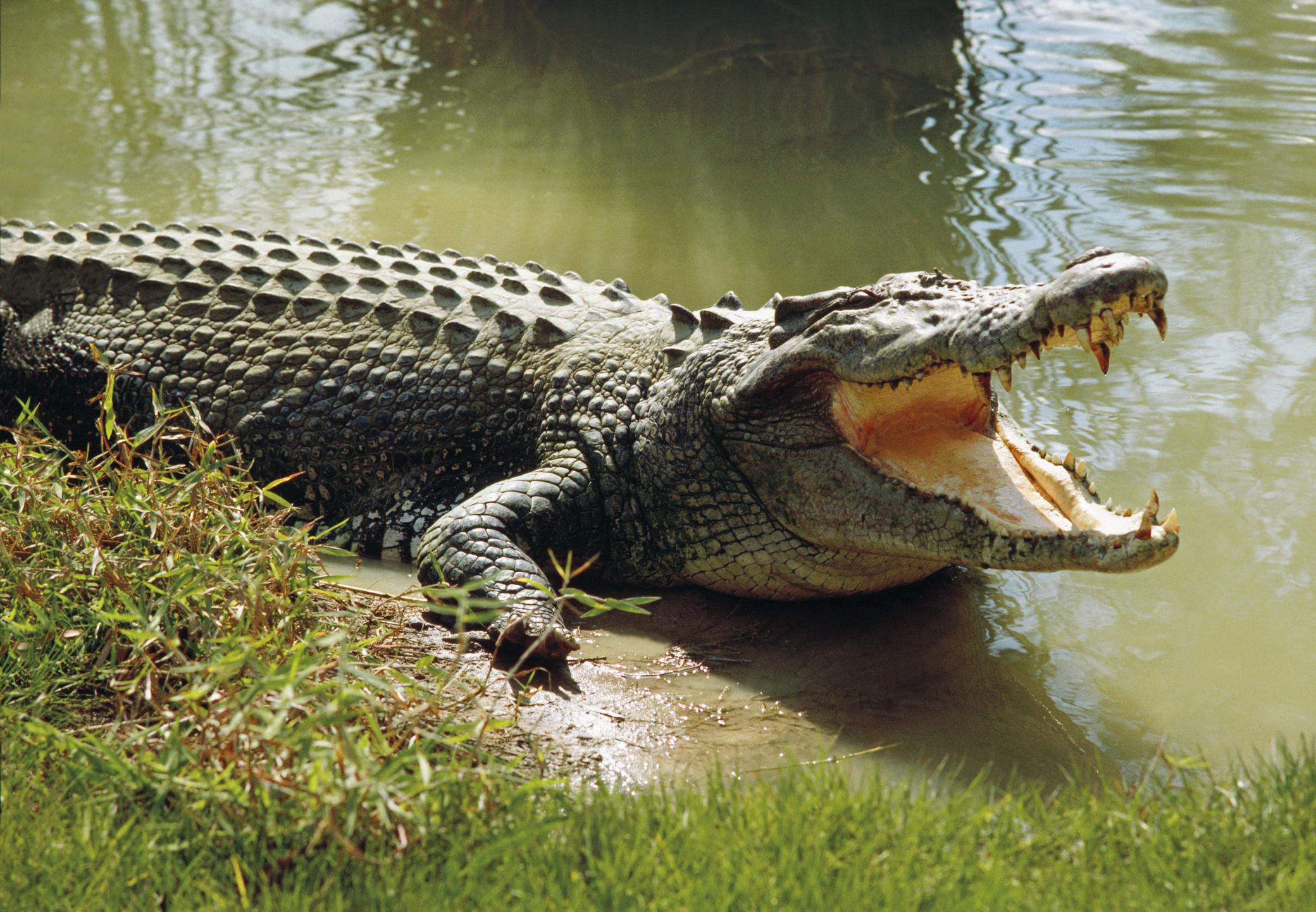 Wild_animals_Crocodile