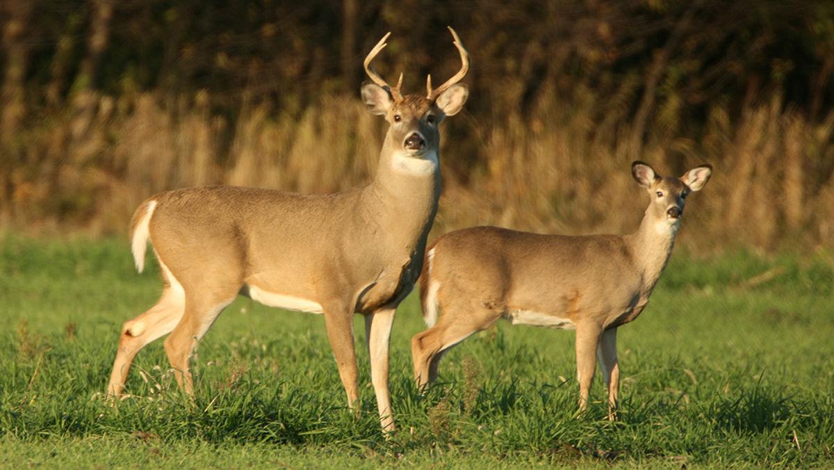 Wild_animals_Deer