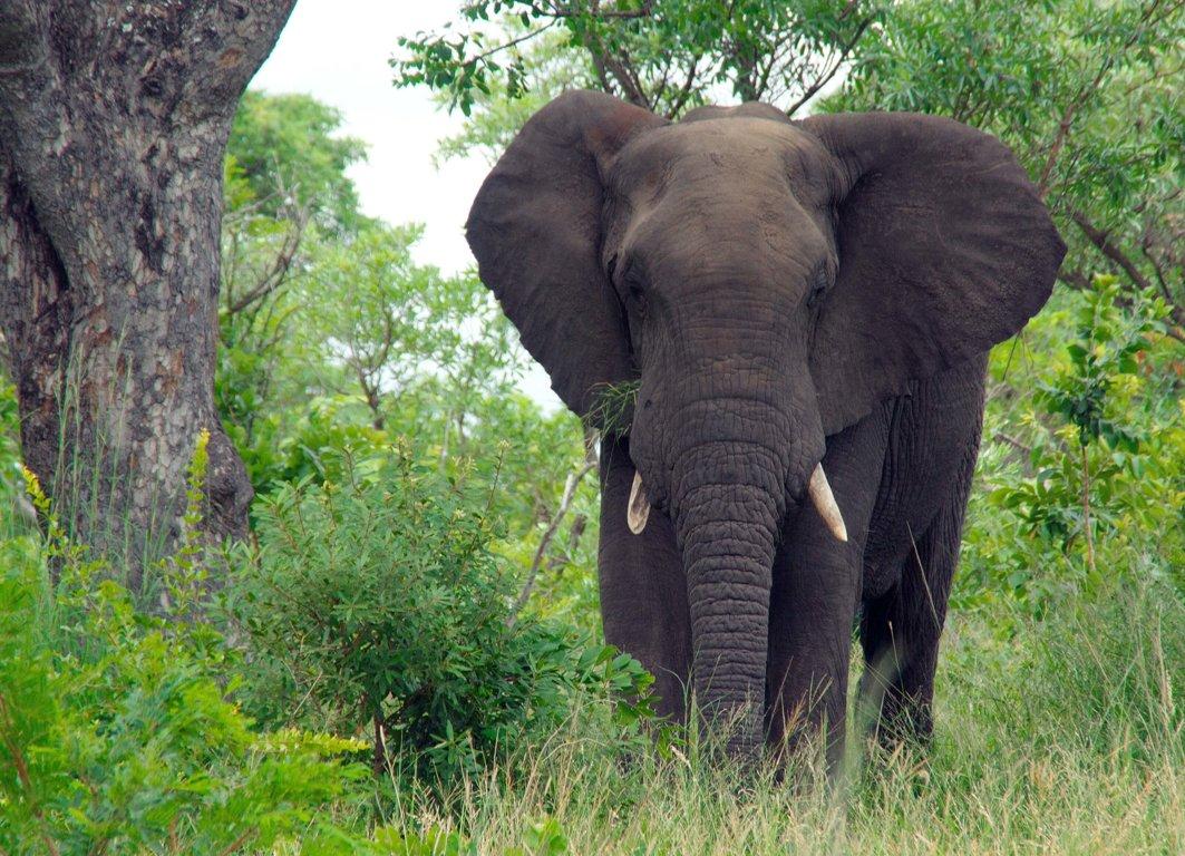 Wild_animals_Elephant