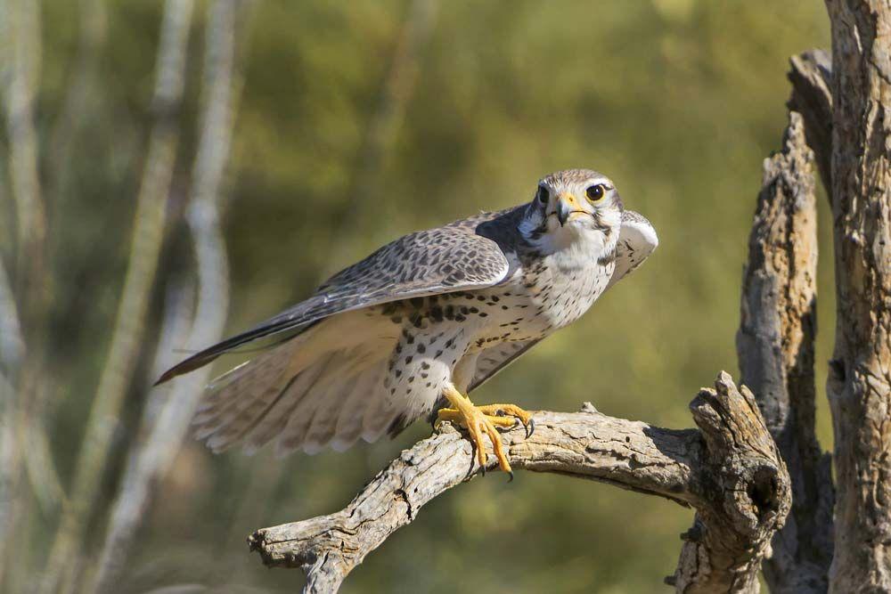 Wild_animals_Falcon