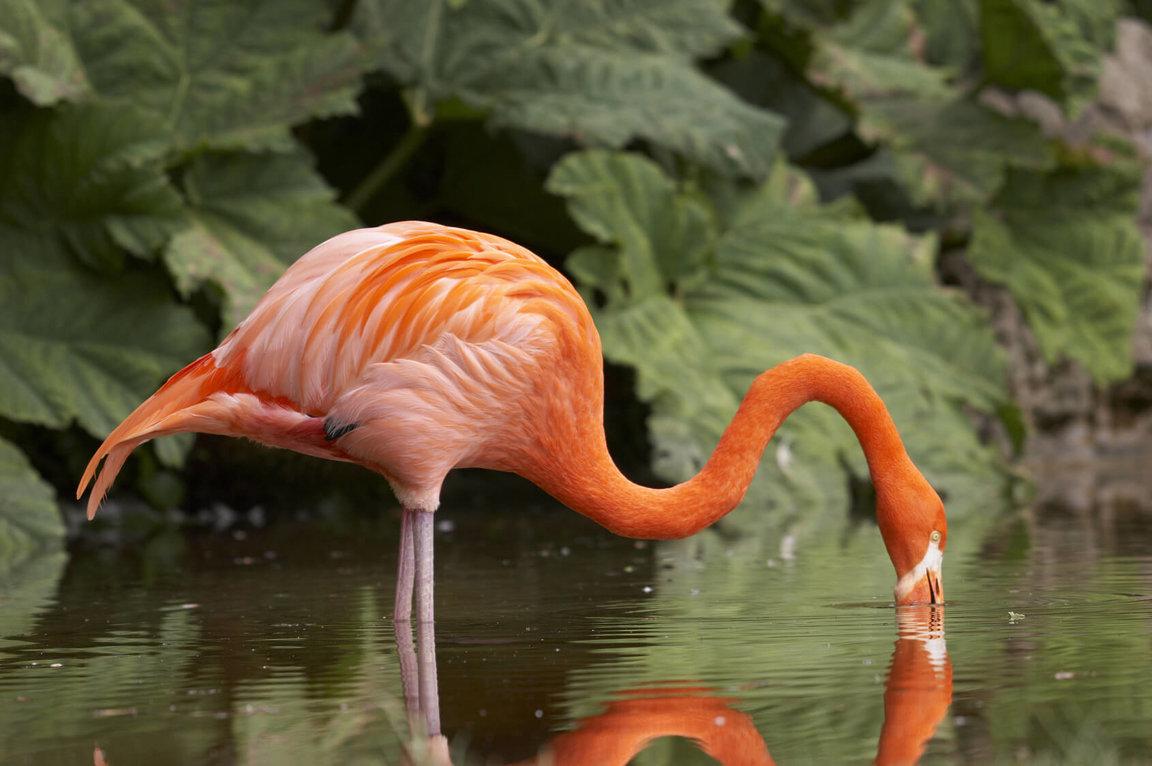 Wild_animals_Flamingo