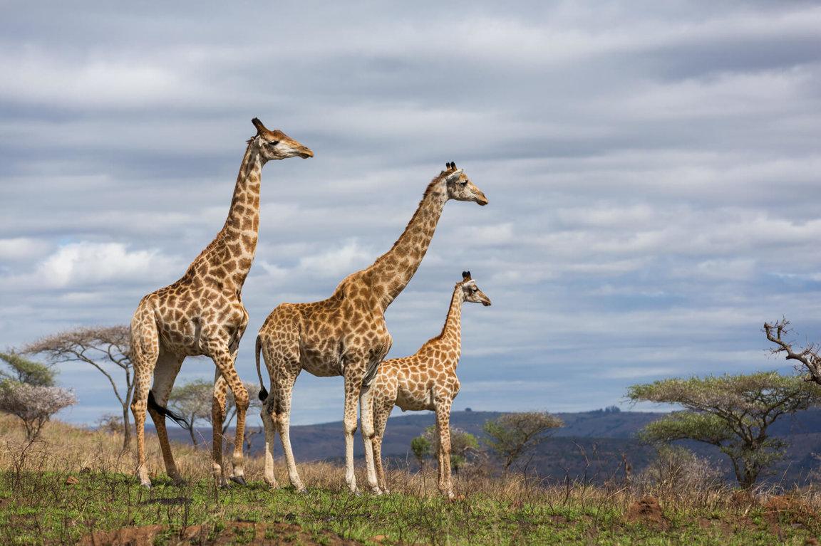 Wild_animals_Giraffe