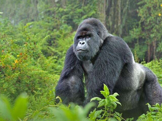 Wild_animals_Gorilla