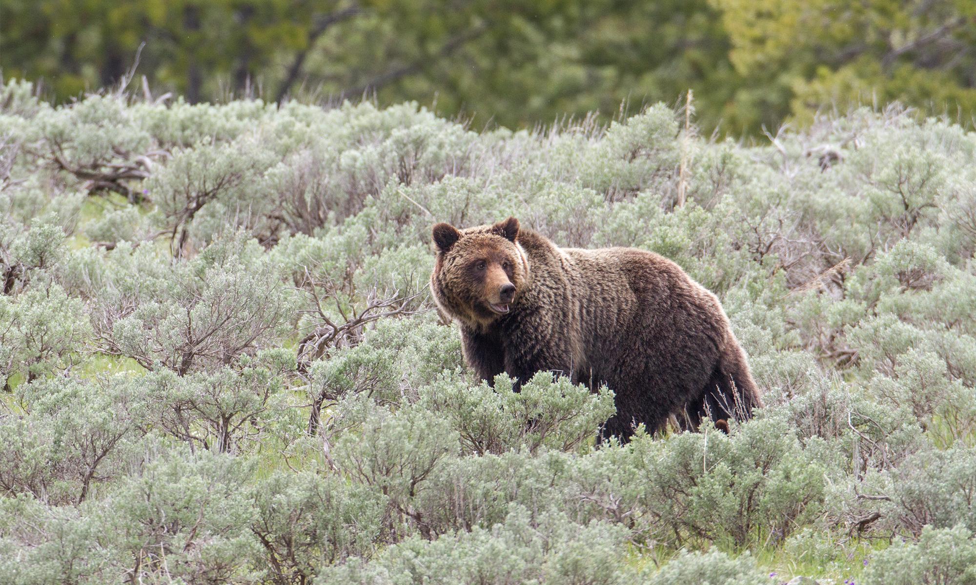 Wild_animals_Grizzly_Bear