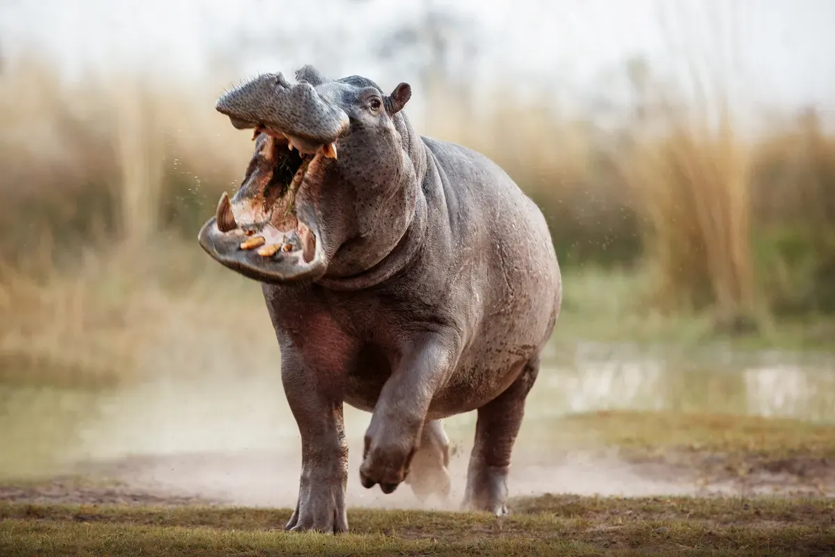 Wild_animals_Hippopotamus