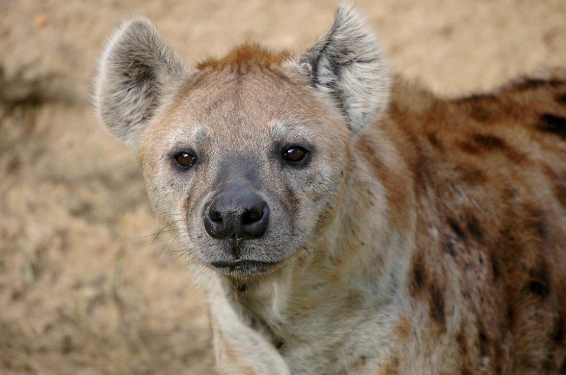 Wild_animals_Hyena