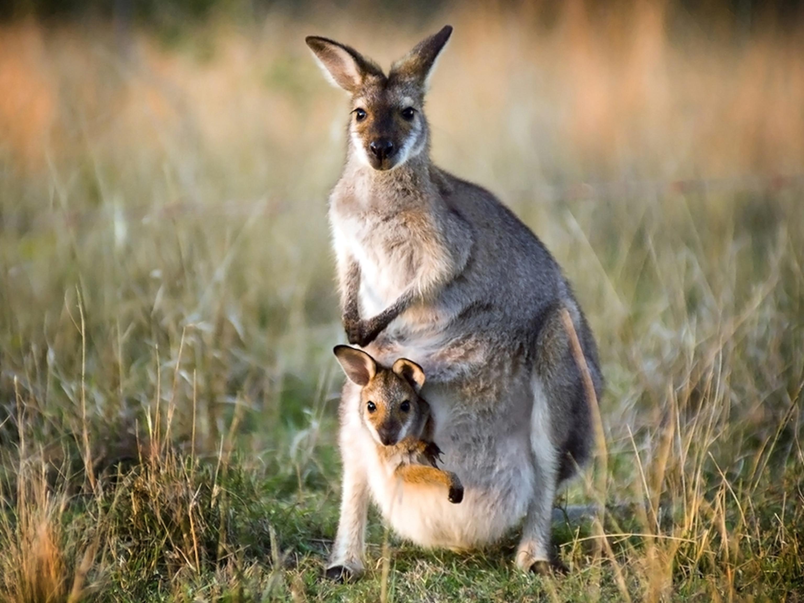 Wild_animals_Kangaroo