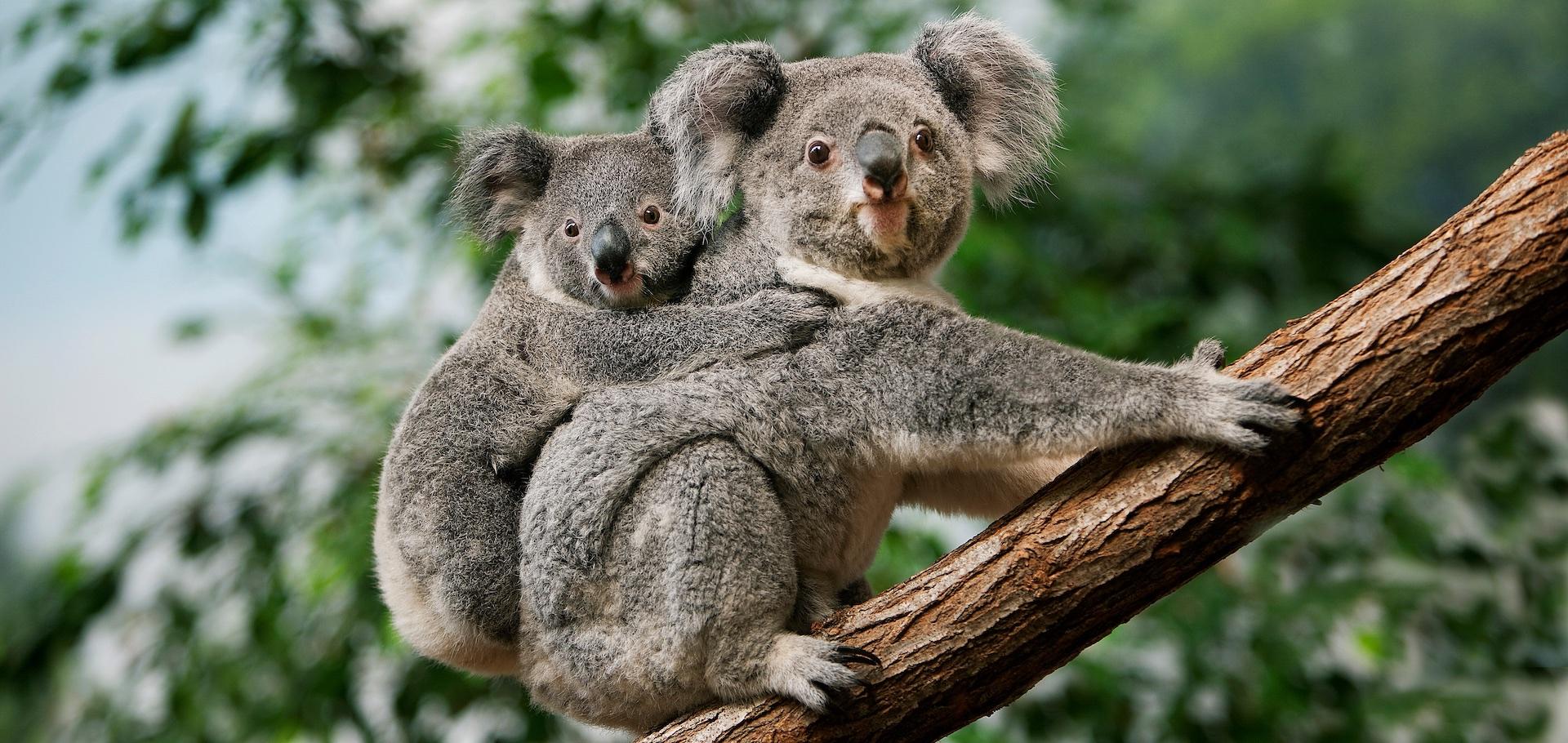 Wild_animals_Koala