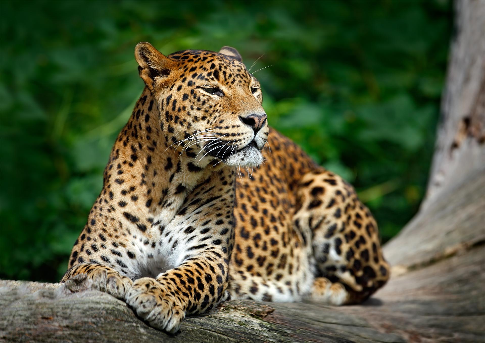 Wild_animals_Leopard