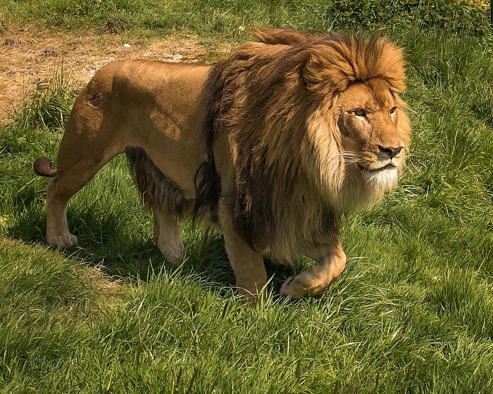 Wild_animals_Lion