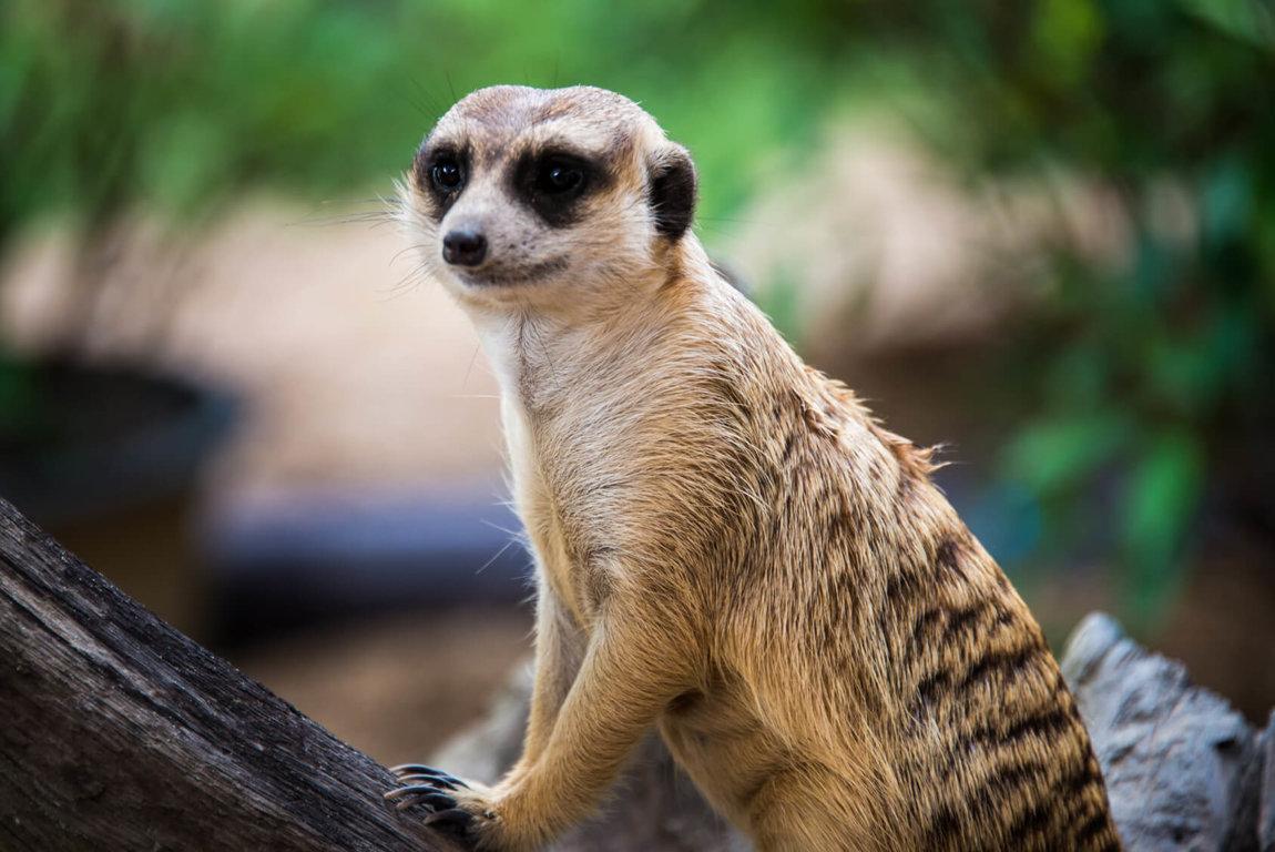 Wild_animals_Meerkat