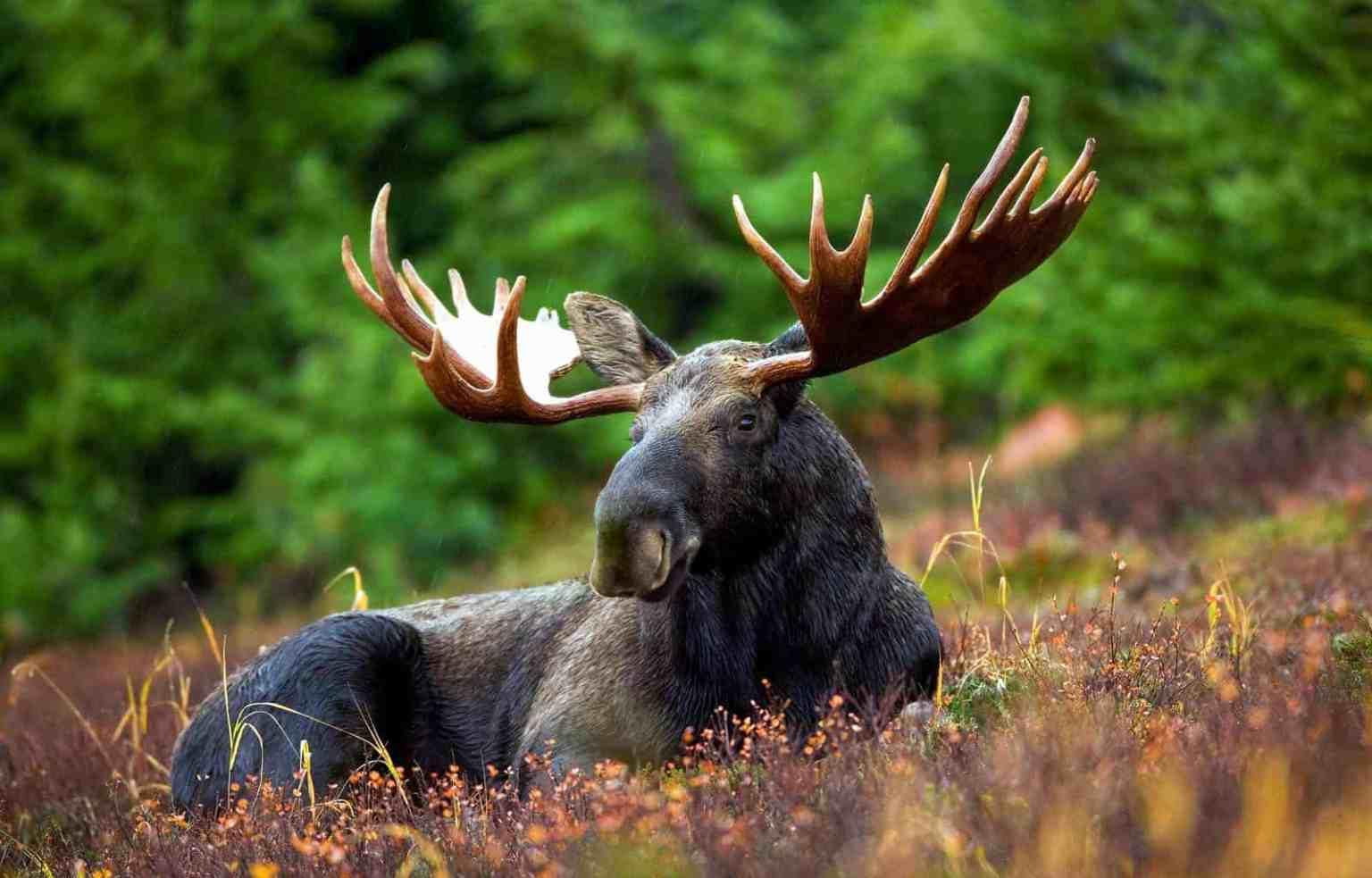 Wild_animals_Moose