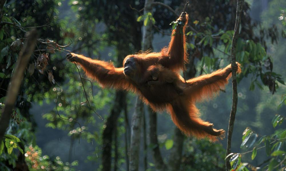 Wild_animals_Orangutan