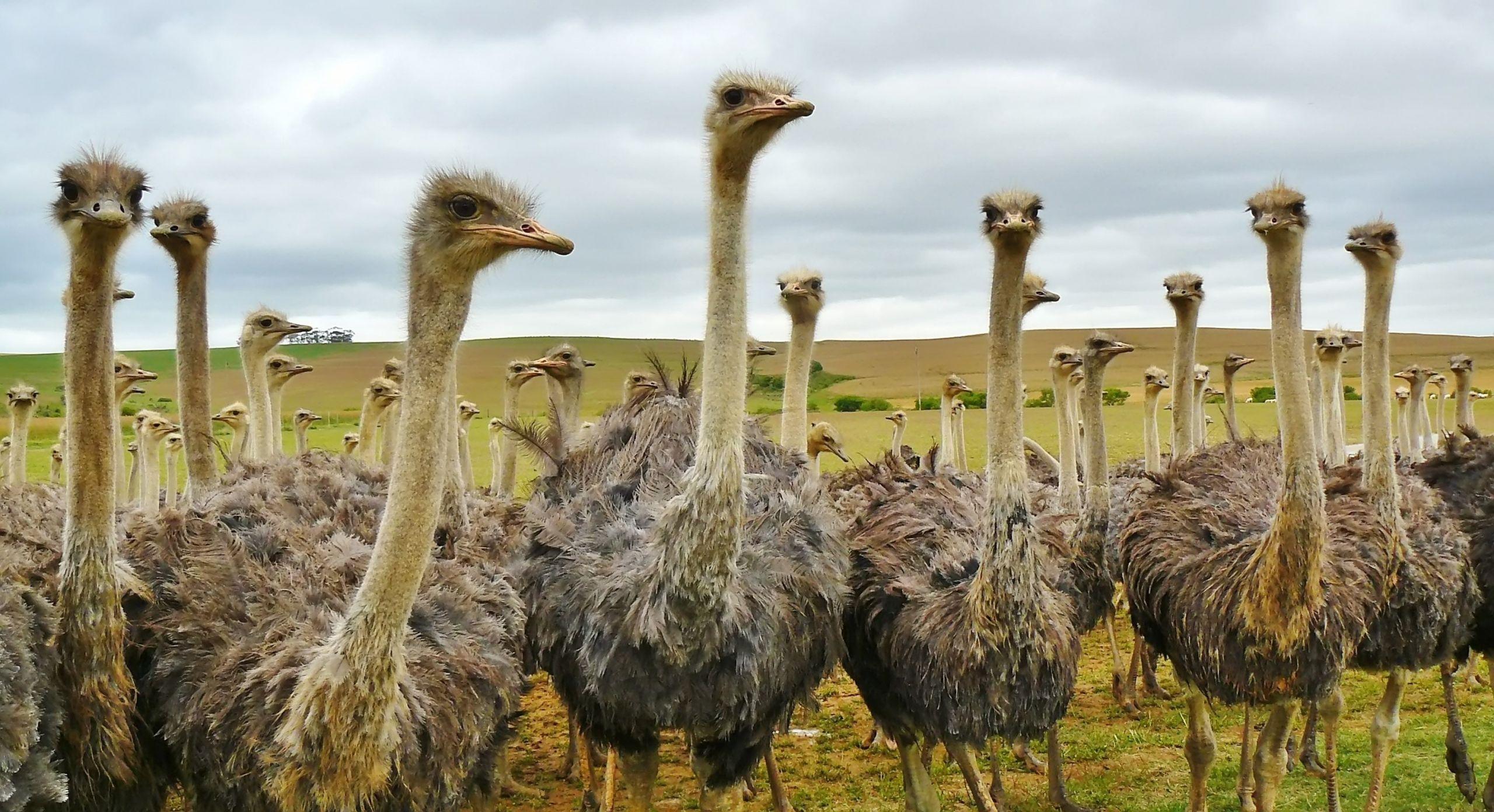 Wild_animals_Ostrich