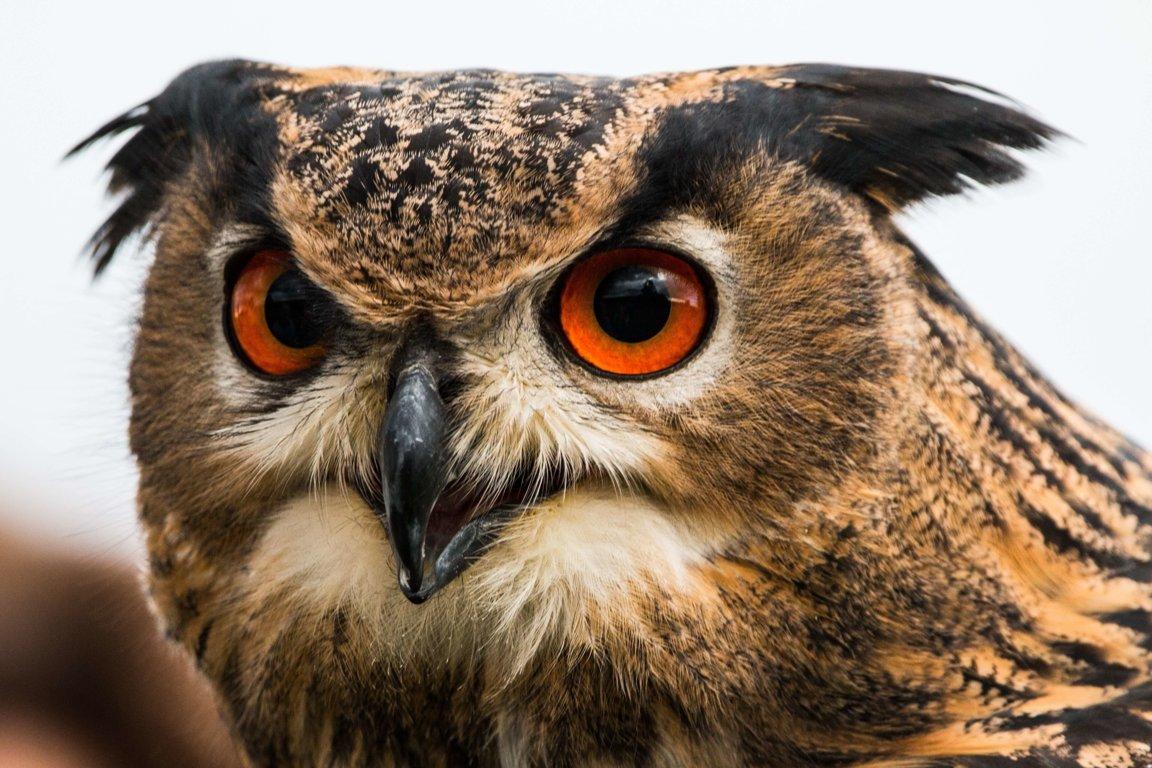 Wild_animals_Owl