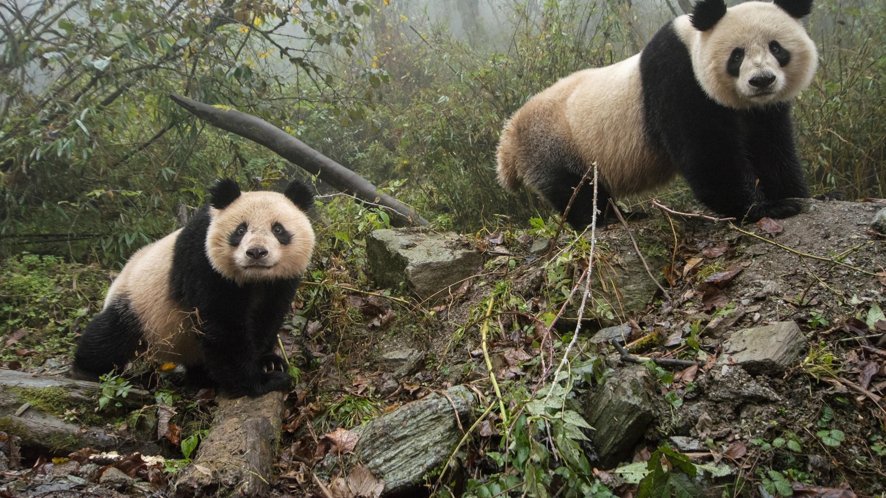 Wild_animals_Panda