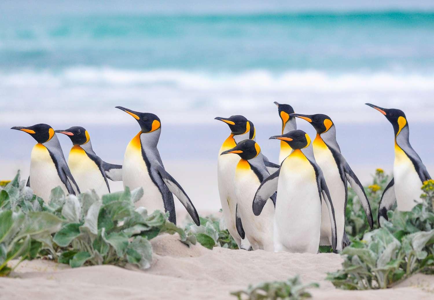 Wild_animals_Penguin