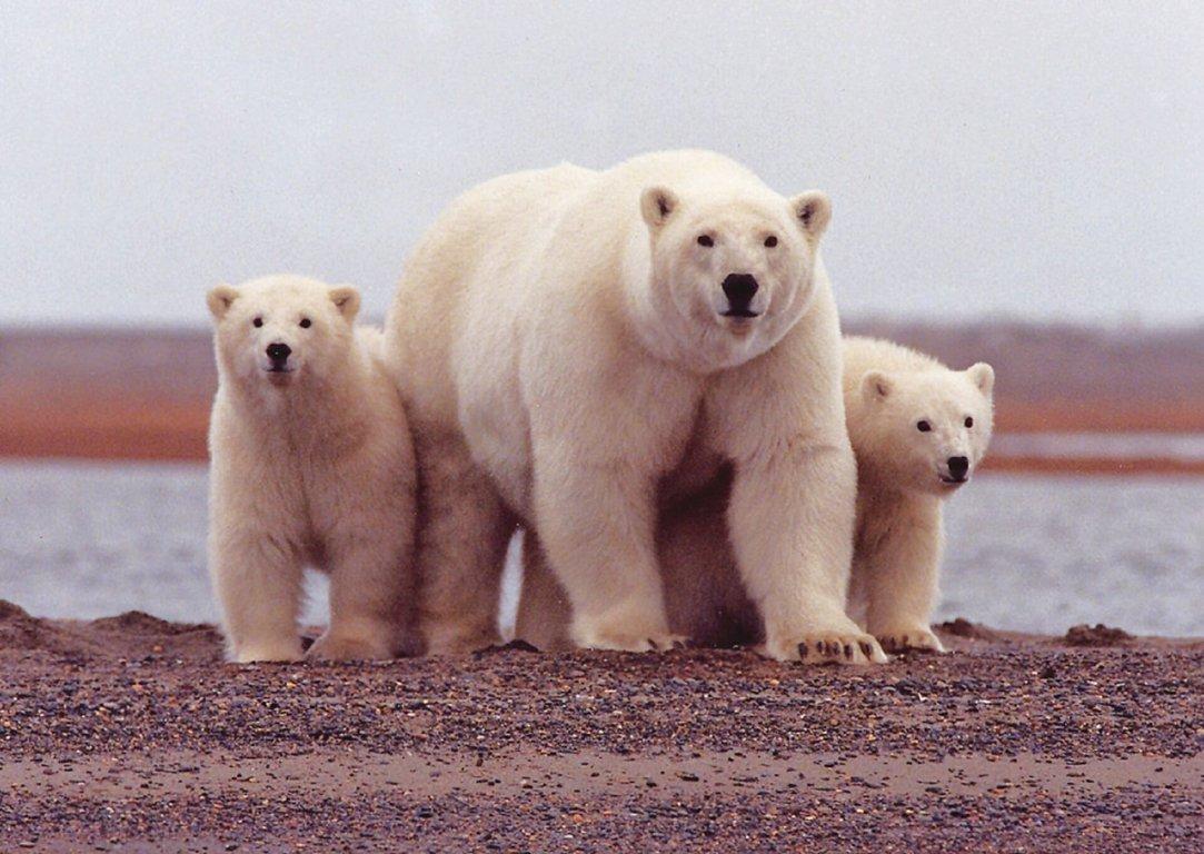 Wild_animals_Polar_Bear