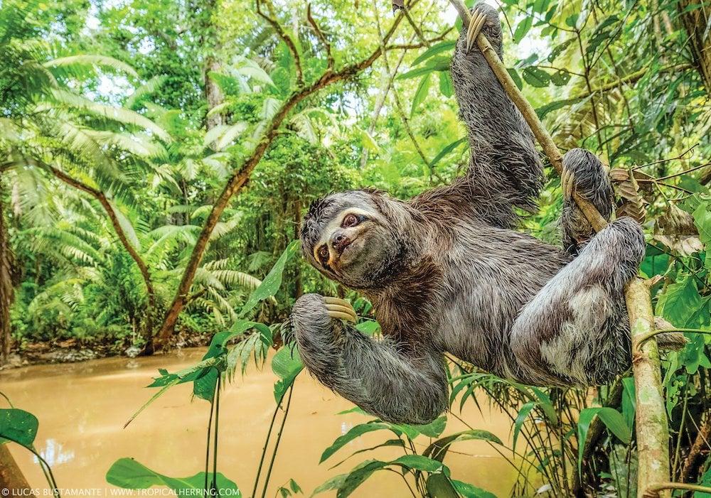 Wild_animals_Sloth