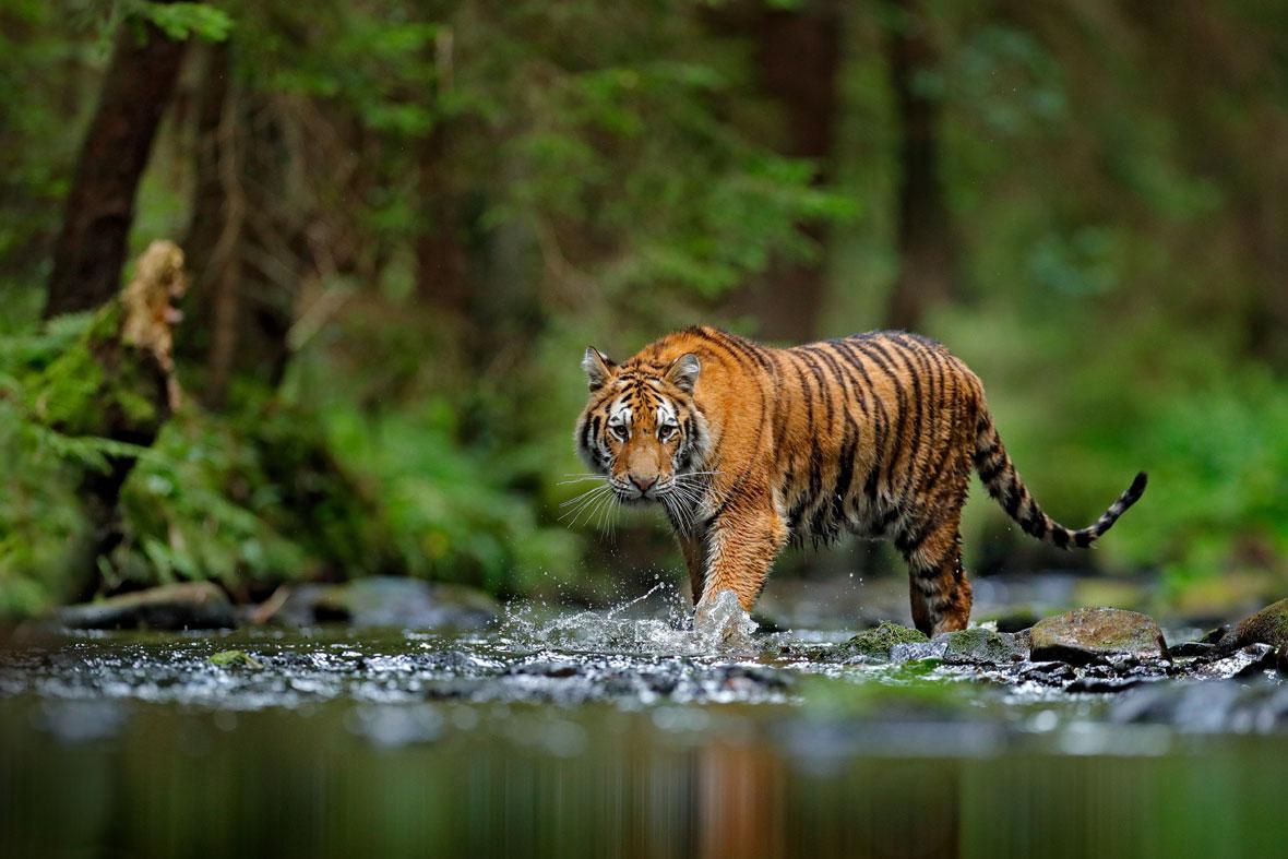 Wild_animals_Tiger