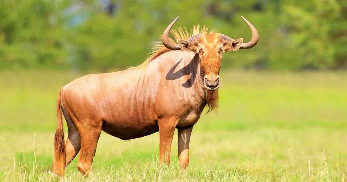 Wildebeest