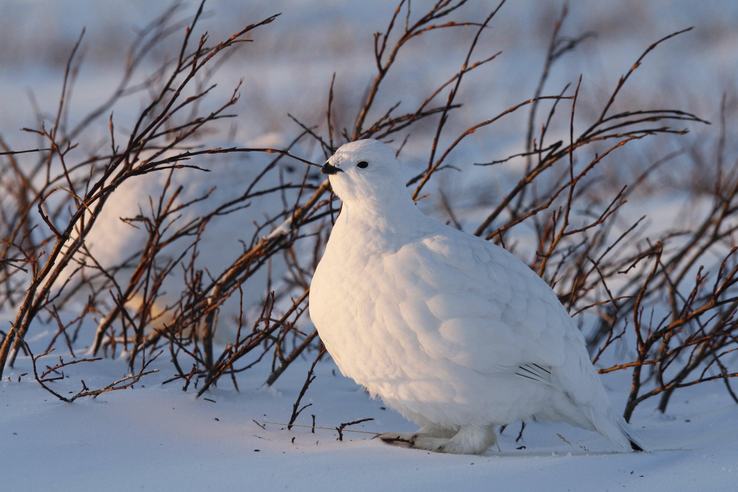 Willow_Ptarmigan