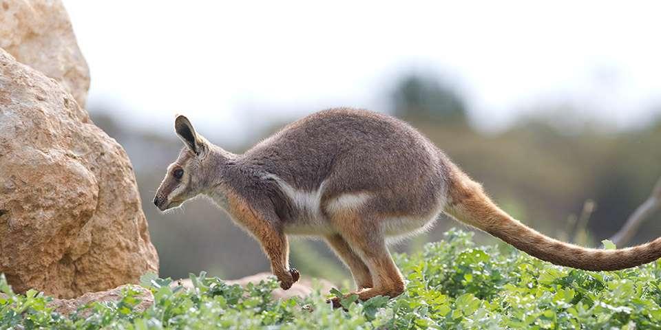 Yellow-footed_Rock_Wallaby