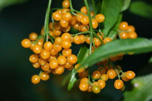 Yellow_Elderberry