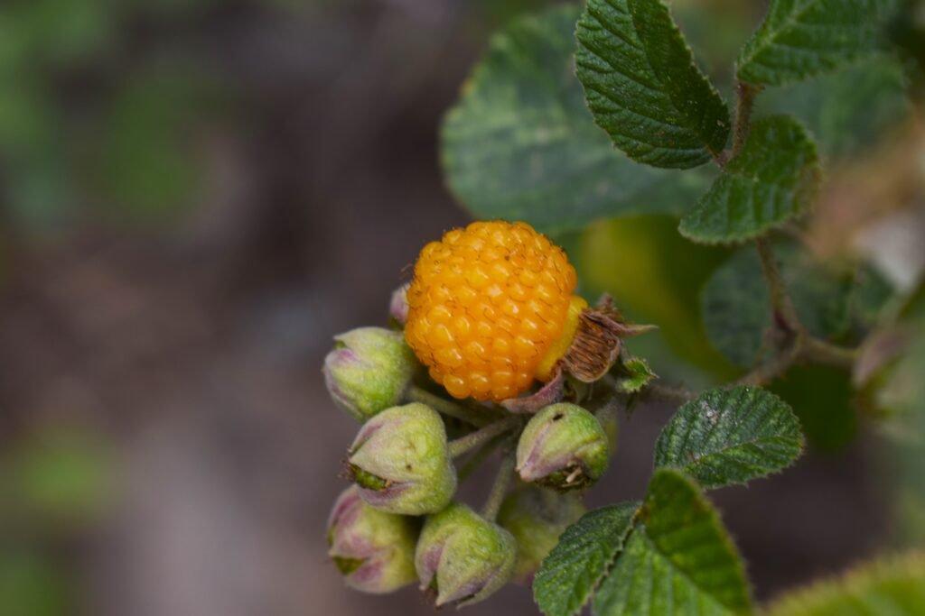 Yellow_Himalayan_Raspberry