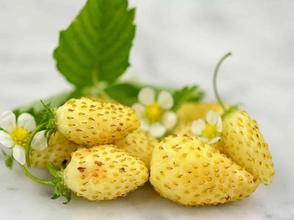 Yellow_Strawberry