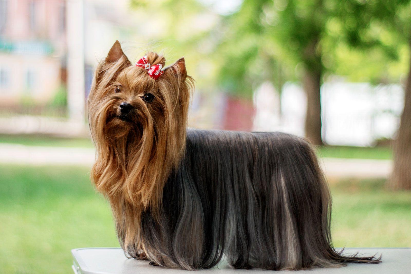 Yorkshire_Terrier