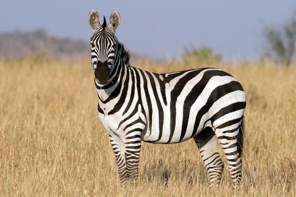 Zebra