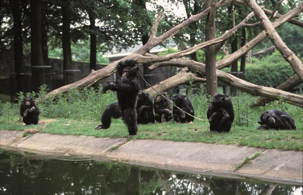 Zoo_animals_Chimpanzee