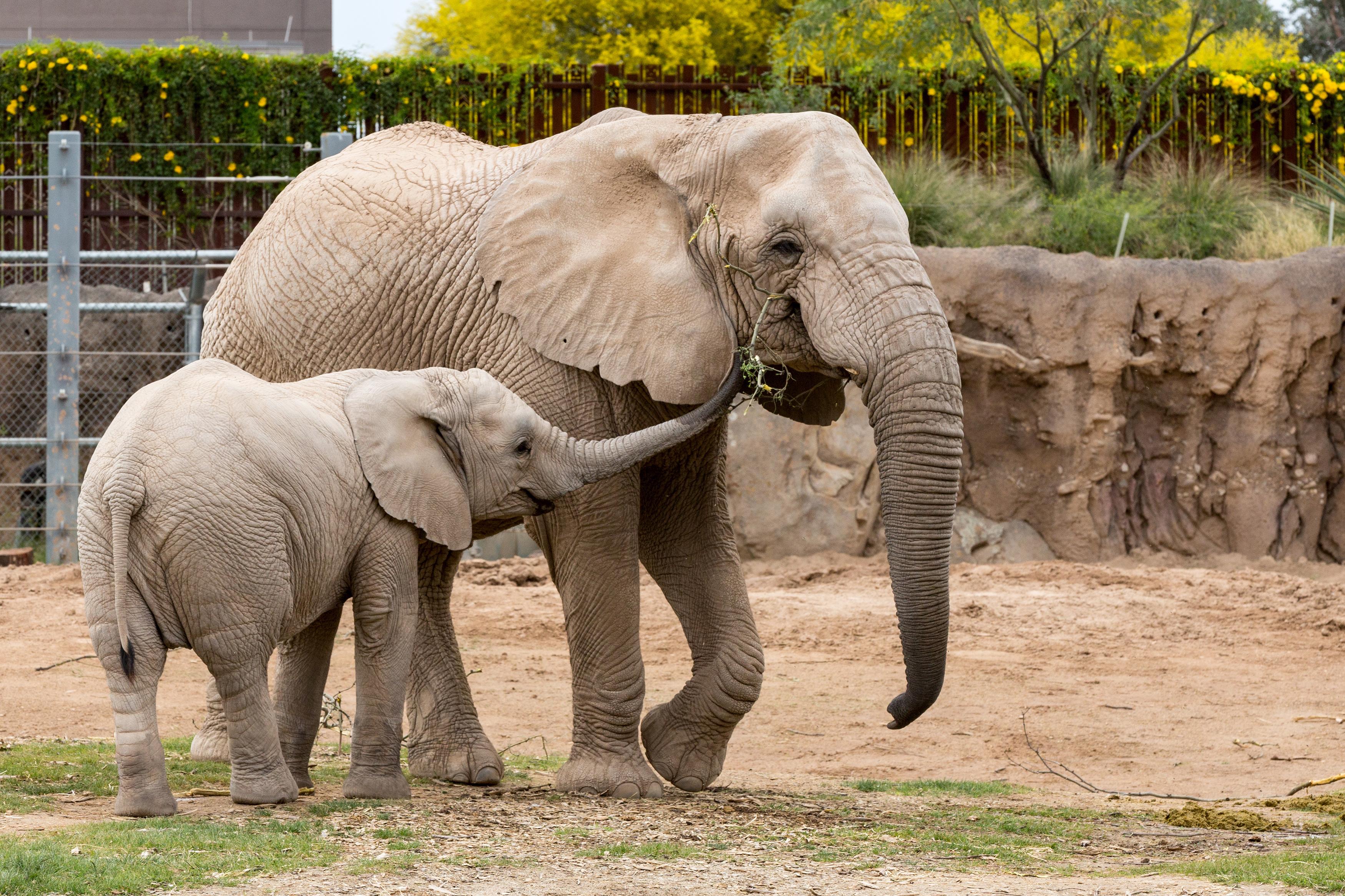 Zoo_animals_Elephant