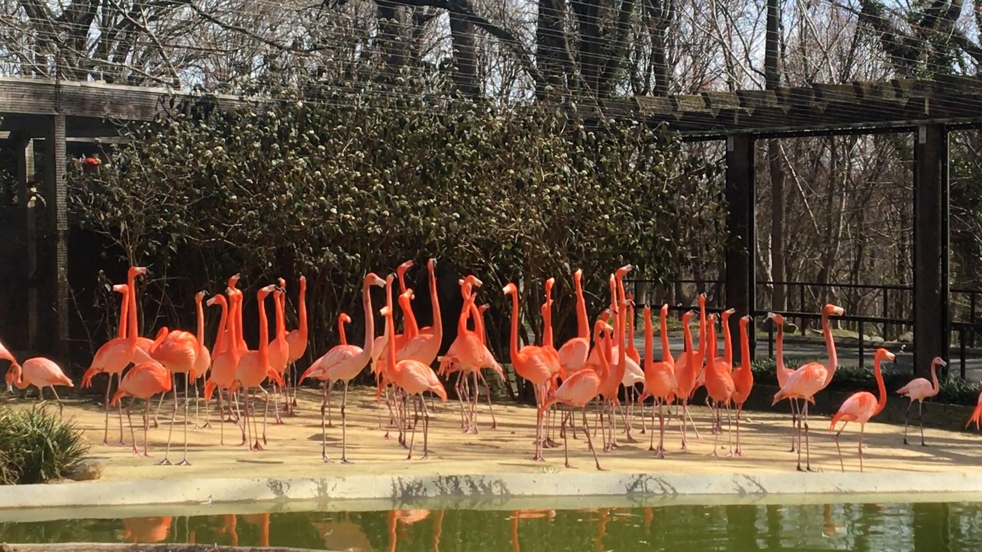 Zoo_animals_Flamingo