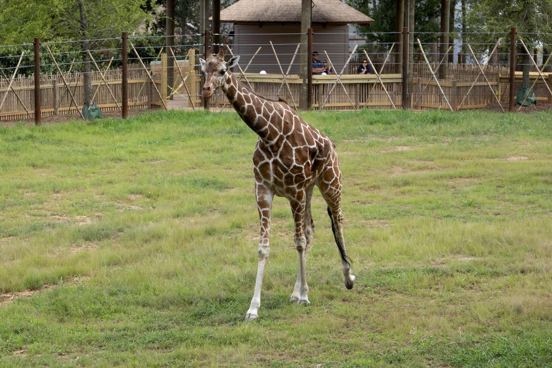 Zoo_animals_Giraffe