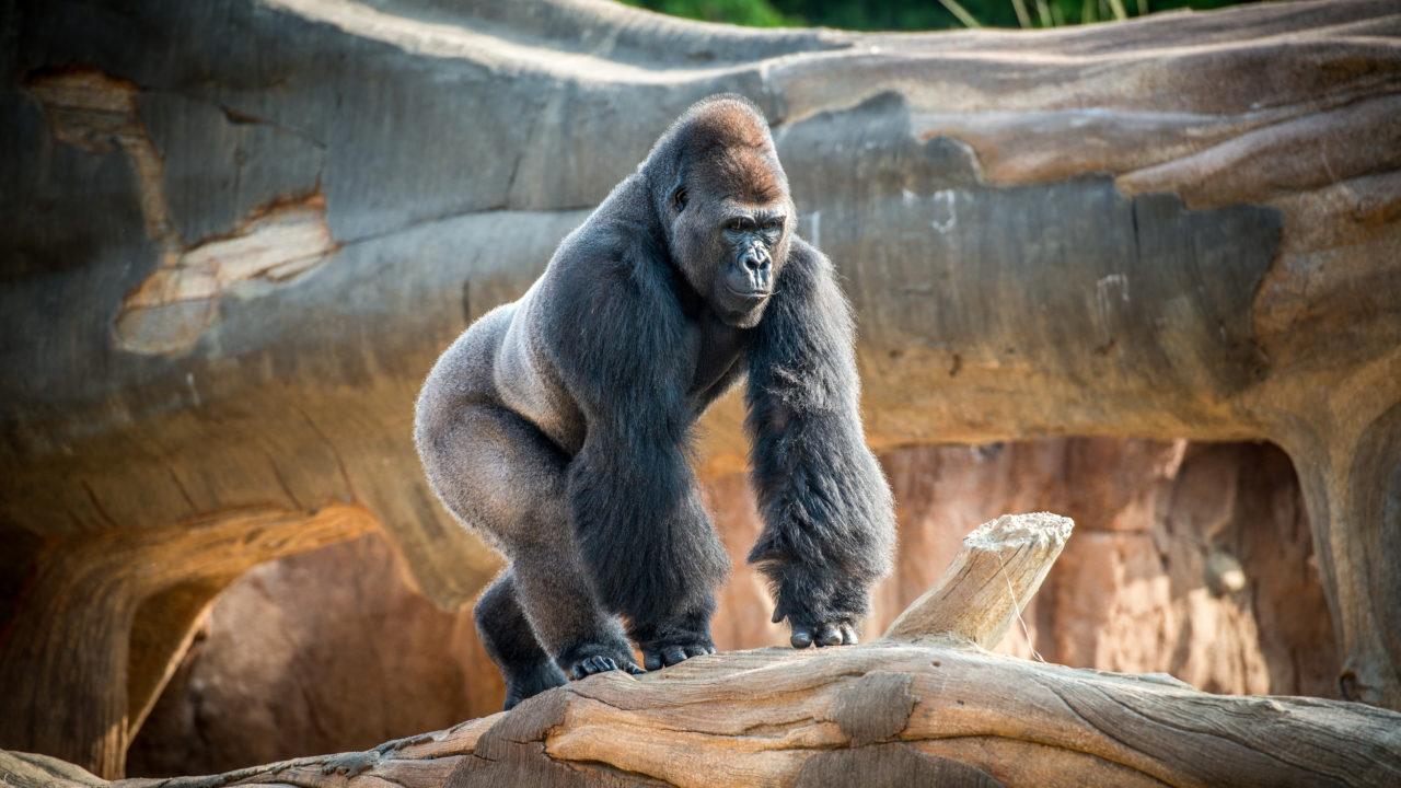 Zoo_animals_Gorilla