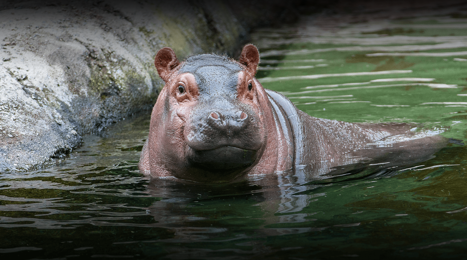 Zoo_animals_Hippopotamus