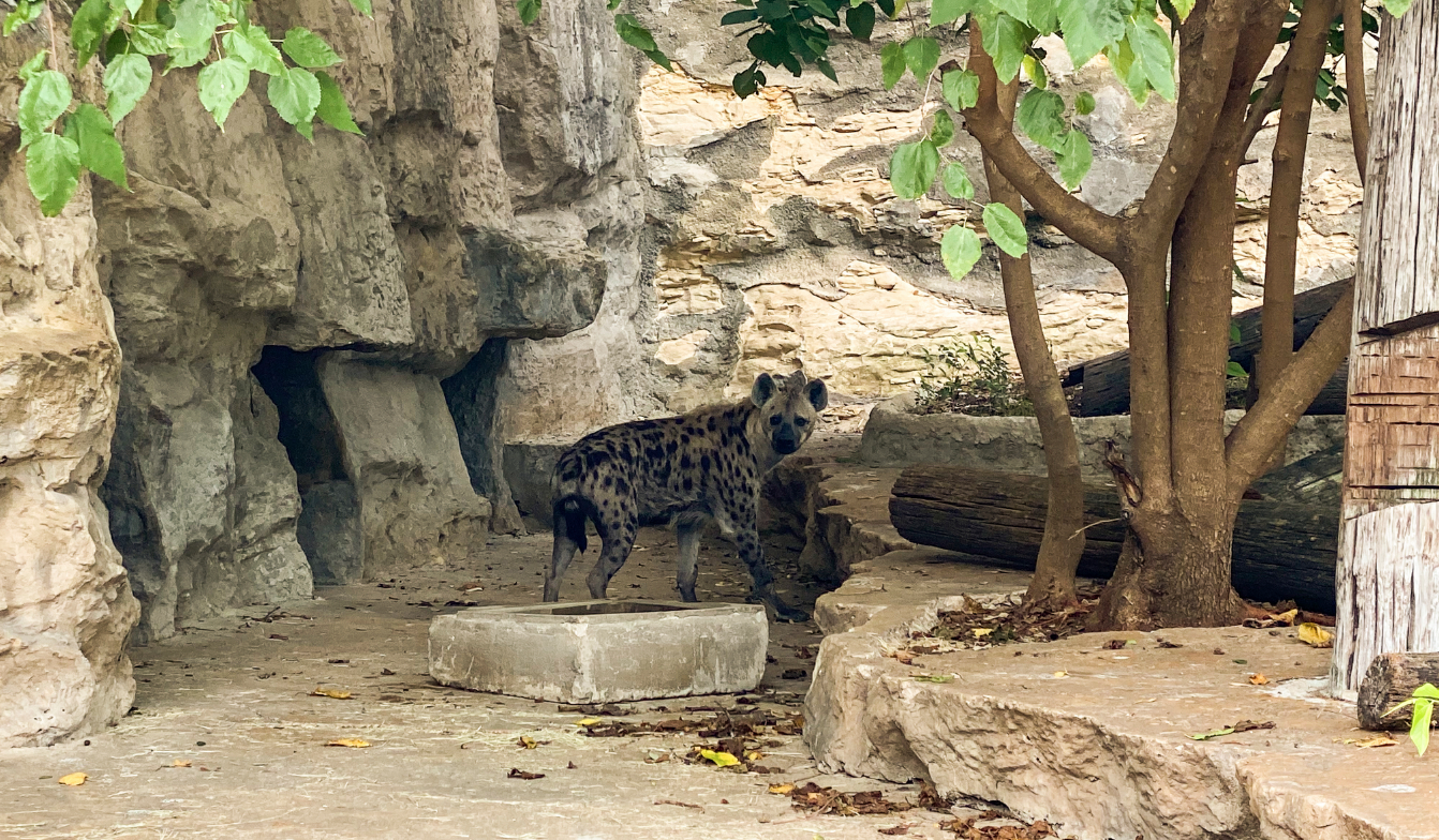 Zoo_animals_Hyena