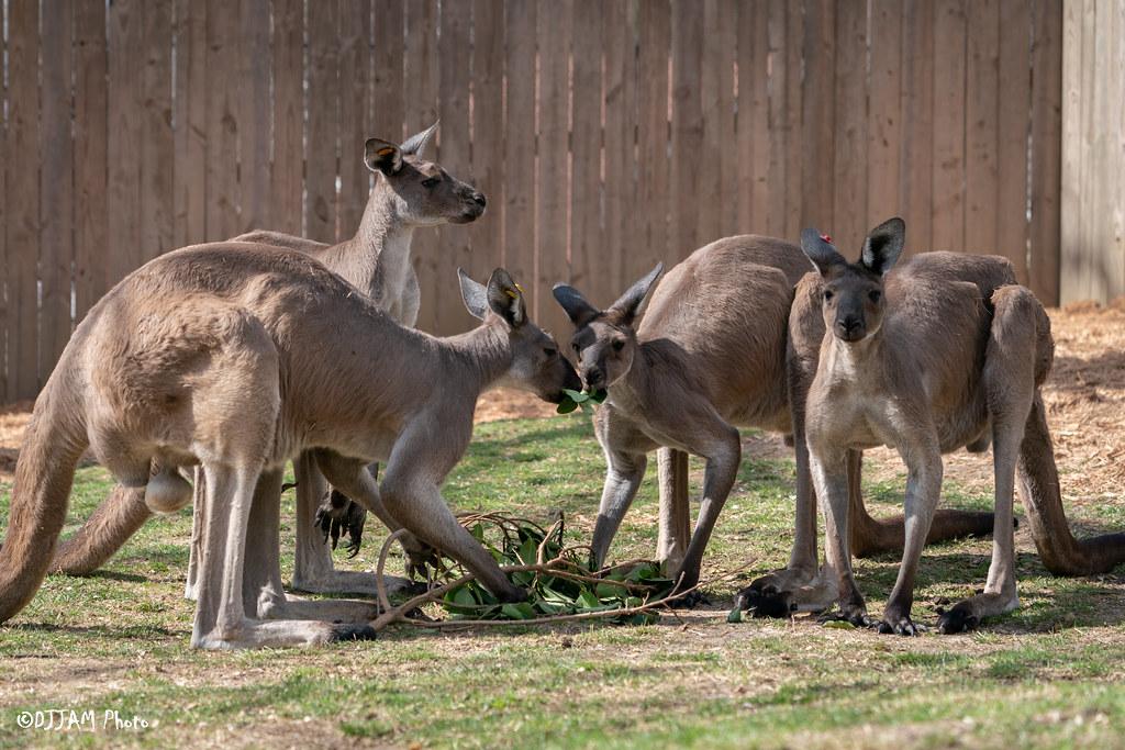 Zoo_animals_Kangaroo